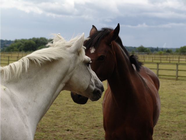 horses kissing