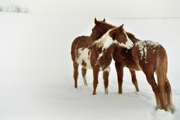 horses-in-the-snow-jamie-page