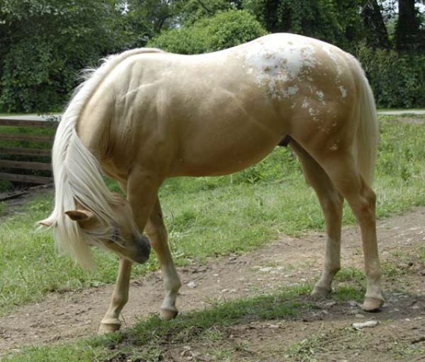 palomino