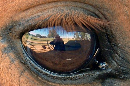 horseeyereflection