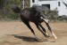 HORSE_STOCK___Buddy_head_toss_by_kittykitty5150