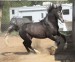 HORSE_STOCK___Buddy_rollback_by_kittykitty5150