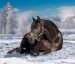 snow_horse