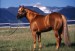 horse_breeder_services_5406